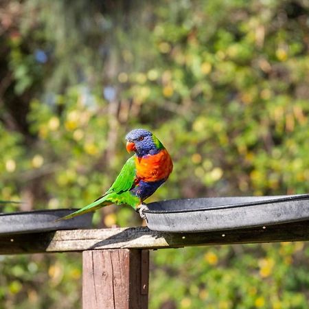 Lorikeet Holiday Park Arrawarra Eksteriør bilde